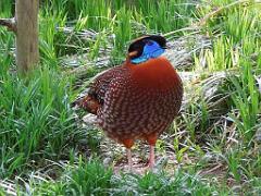 101PARC AUX OISEAUX DANS L AIN 2016 2_000014